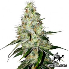 Auto White Widow Feminised