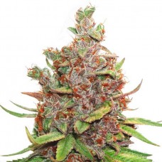 Auto Glueberry O.G. Feminised