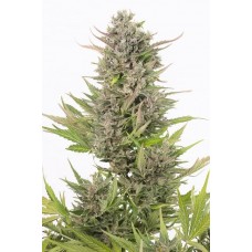 Auto Medical CBD Feminised