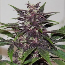 CBD Blueberry Feminised