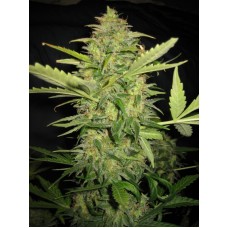 Lemon Skunk Feminised