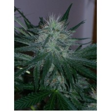 Lowryder Mix Autoflowering Feminised