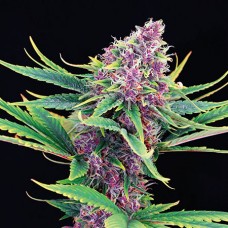 Auto Purple Kush Feminised