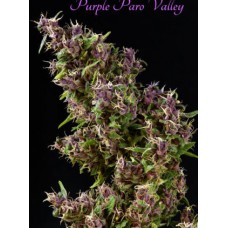 Purple Paro Valley Feminised