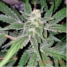 Amnesia Haze Feminised