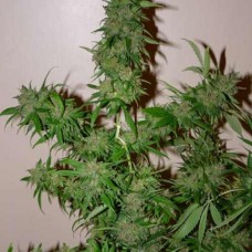 Auto White Russian