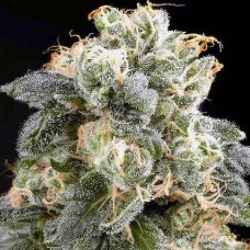 Silver Haze Feminised