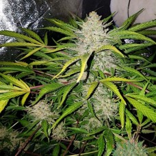 Auto Amnesia Haze Feminised