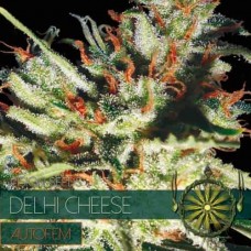 Auto Delhi Cheese Feminised