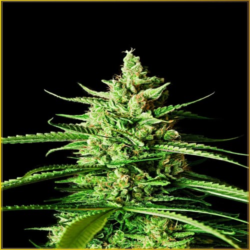 AK-01 Feminised seeds