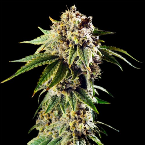 Auto Dos Si Dos Feminised Gold seeds
