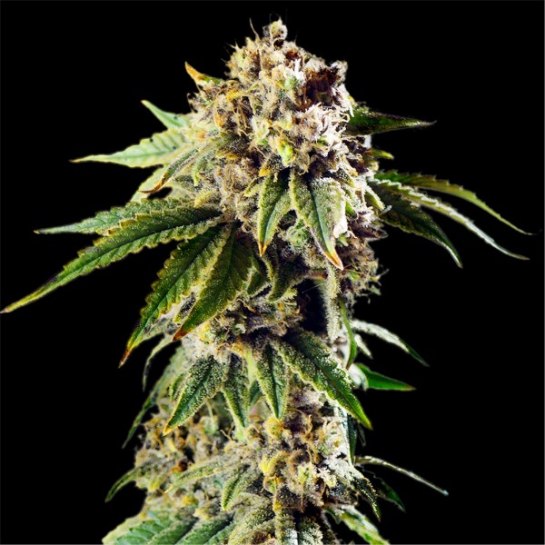 Auto Dos Si Dos Feminised Gold seeds
