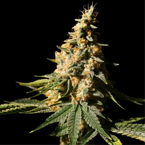 Auto Extra Mintz Feminised seeds