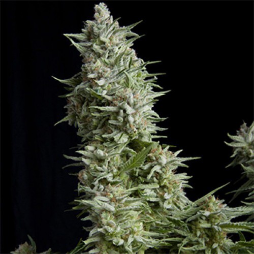 Alpujarrena Feminised seeds