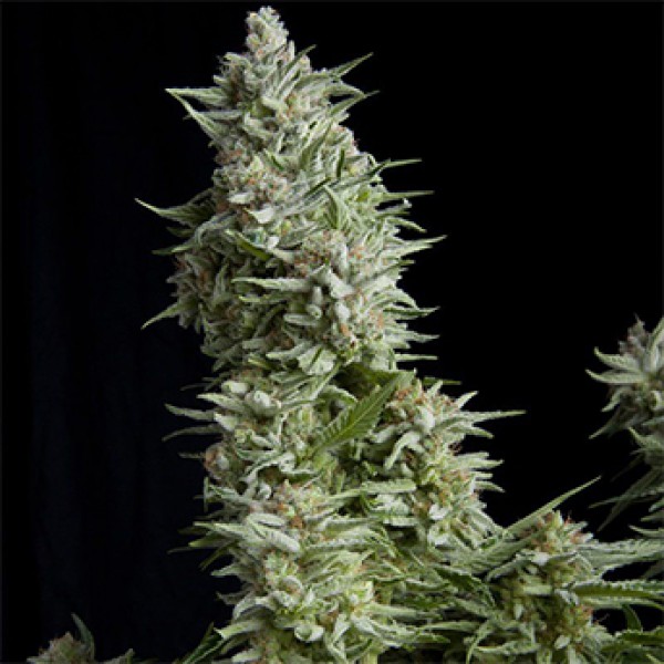 Alpujarrena Feminised seeds
