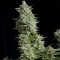 Alpujarrena Feminised seeds