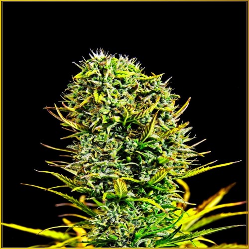 Amnesia Haze Feminised seeds
