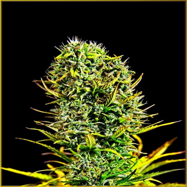 Amnesia Haze Feminised seeds