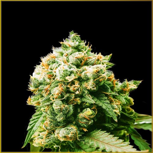 Anaconda Feminised seeds