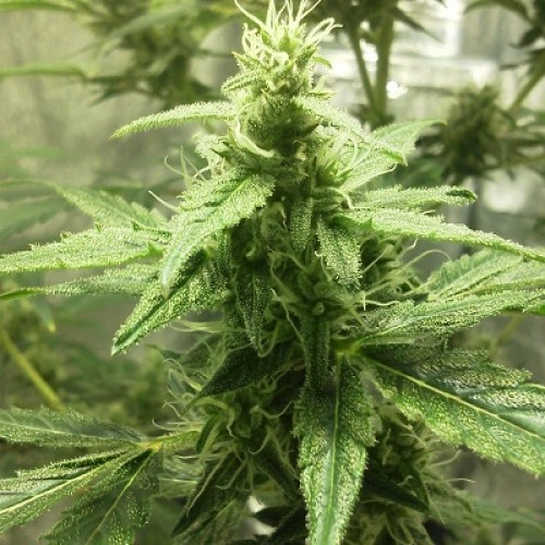 Auto AK Feminised Gold - 500 шт