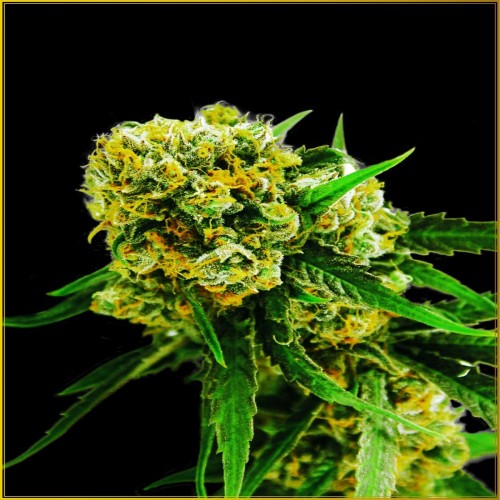 Auto Amnesia Haze Feminised seeds