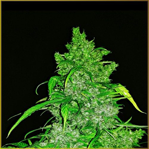Auto Anaconda Feminised seeds