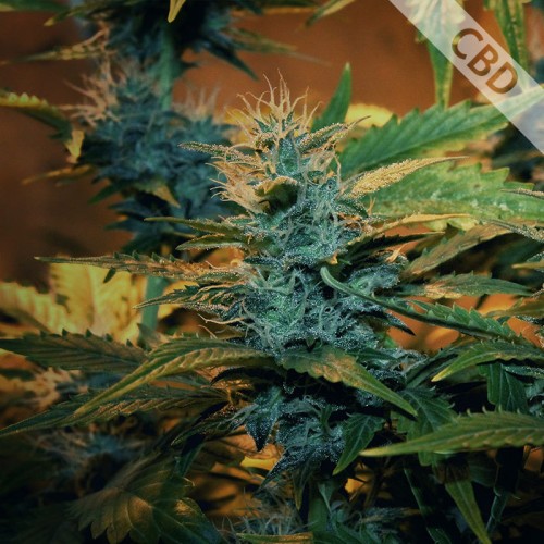 Auto CBD Green Crack Feminised Gold seeds