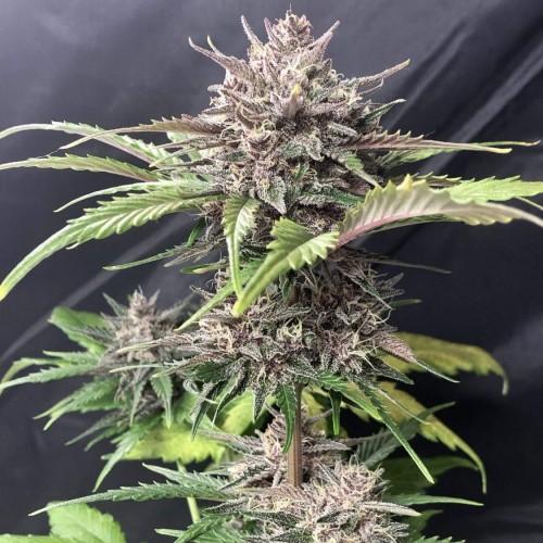 Насіння Auto Gorilla Zkittlez Feminised