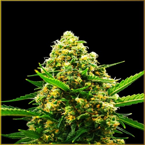 Auto Hypnotic Feminised seeds