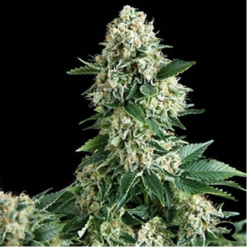 Auto New York Diesel Feminised Gold - 500 pcs seeds