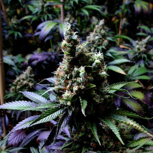 Auto New York Diesel Feminised Silver - 500 pcs seeds