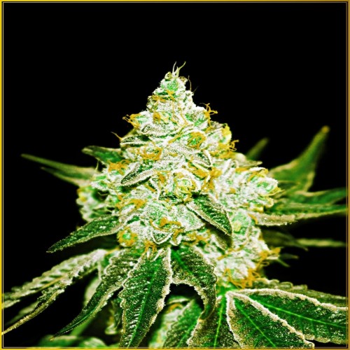 Auto Northern Sky Feminised seeds