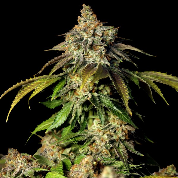 Auto Bruce Banner #5 Feminised