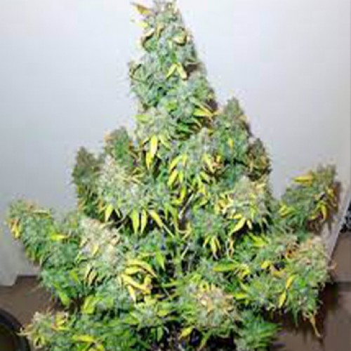 Auto Zkittlez Feminised Silver