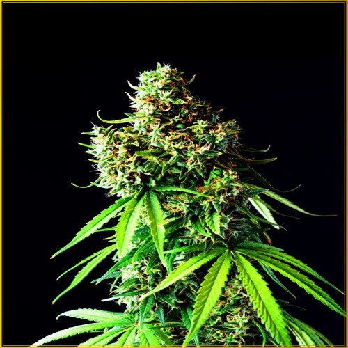 Big Bubble Feminised seeds