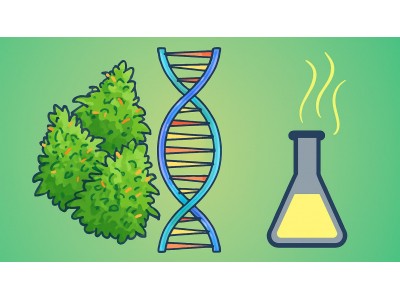Какие гены отвечают за уровень ТГК и аромат