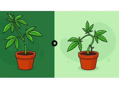 Что такое HST и чем он отличается от LST?