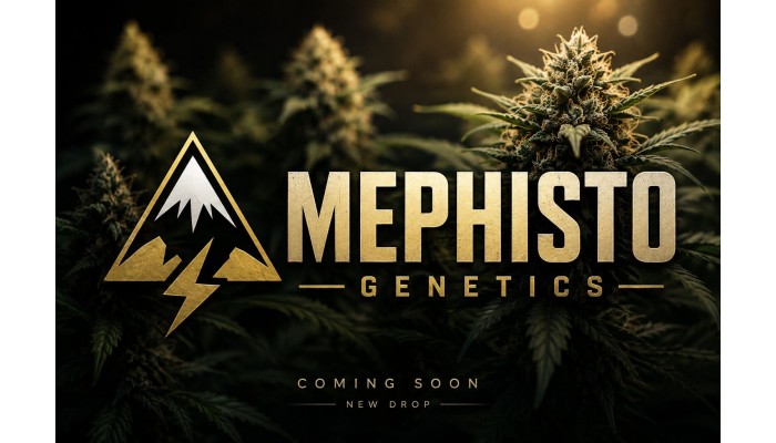 Mephisto Genetics — The Legend of Autoflower Genetics