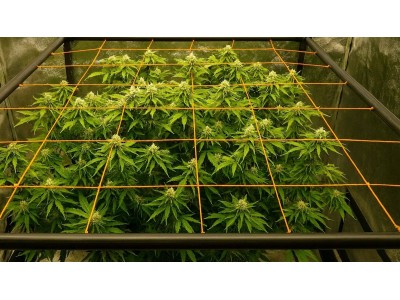 Что такое ScrOG и почему он считается одним из лучших методов