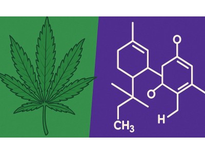Почему одни сорта 30%+ ТГК, а другие — нет?