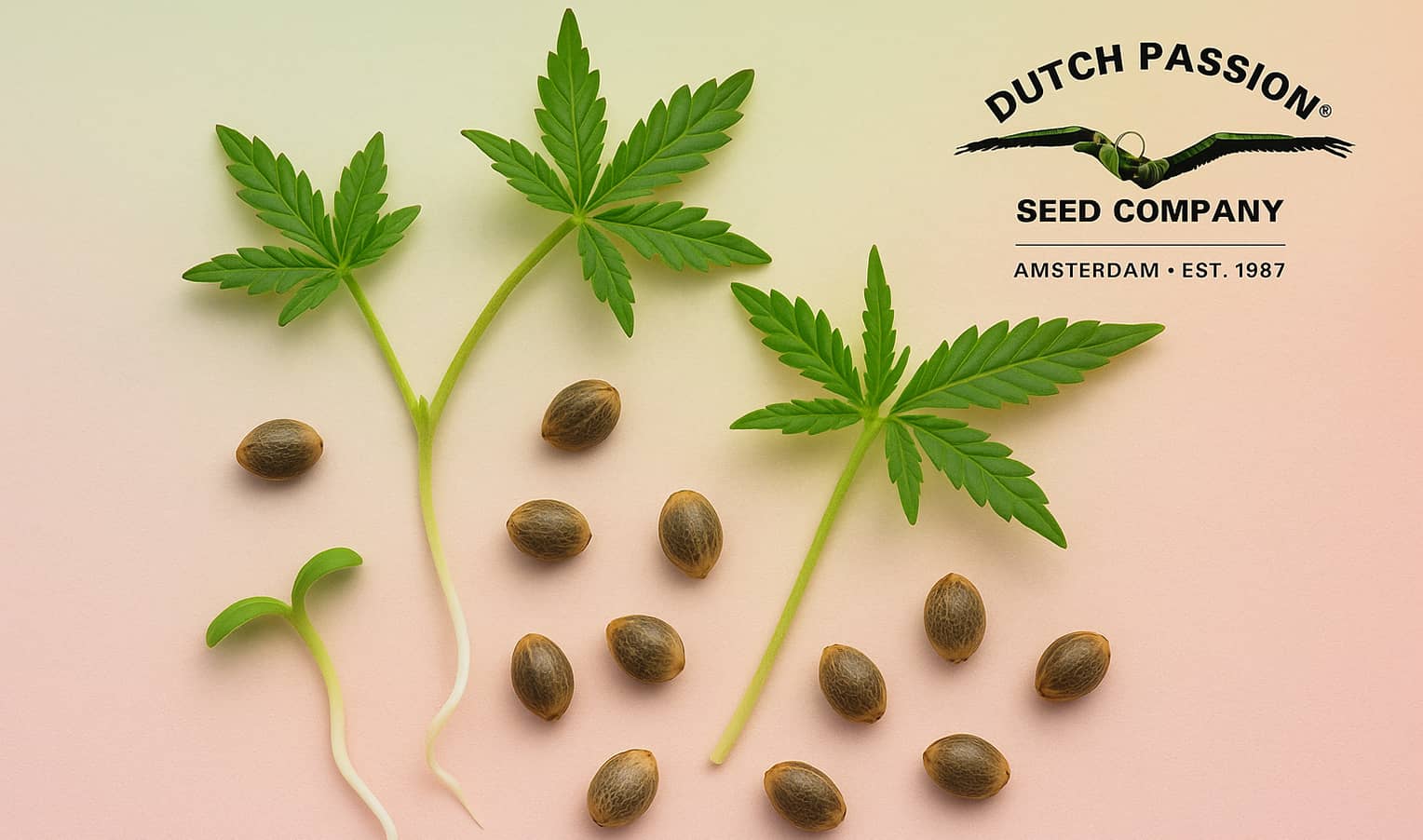 Dutch Passion: как маленькая коллекция семян превратилась в легендарный сидбанк