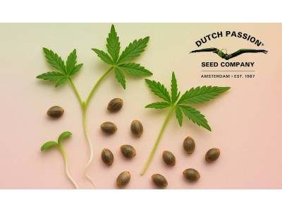 Dutch Passion: как маленькая коллекция семян превратилась в легендарный сидбанк