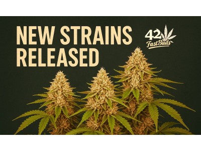 FastBuds: лучшие семена конопли автоцветов