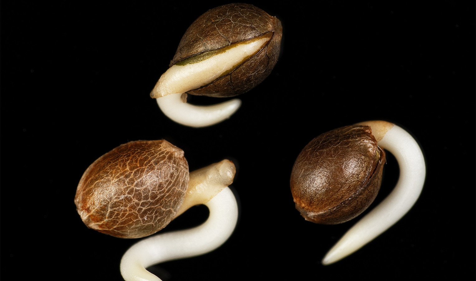 Cannabis seed germination: common methods