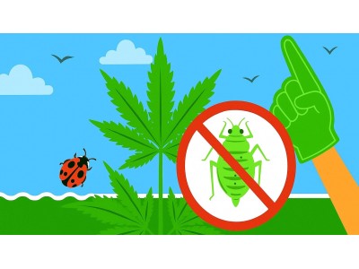 Как бороться с вредителями без химии