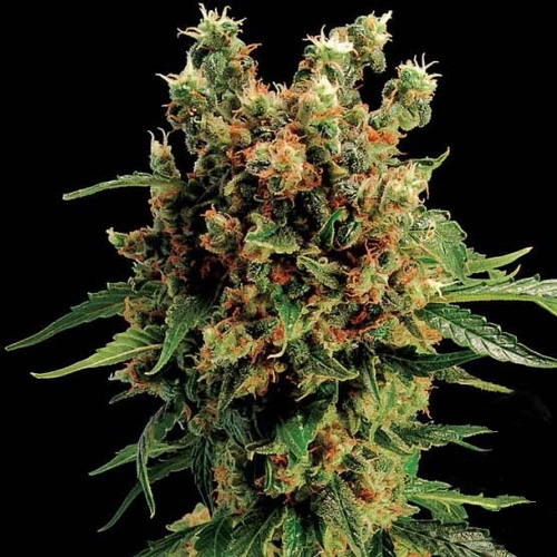 Насіння California Haze Feminsed Silver