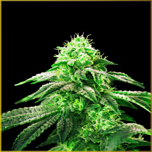 Hypnotic Feminised seeds