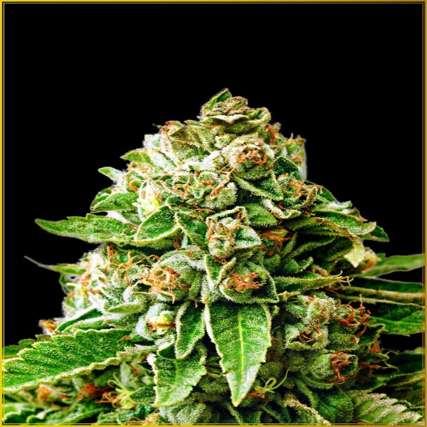 OG Kush Feminised seeds