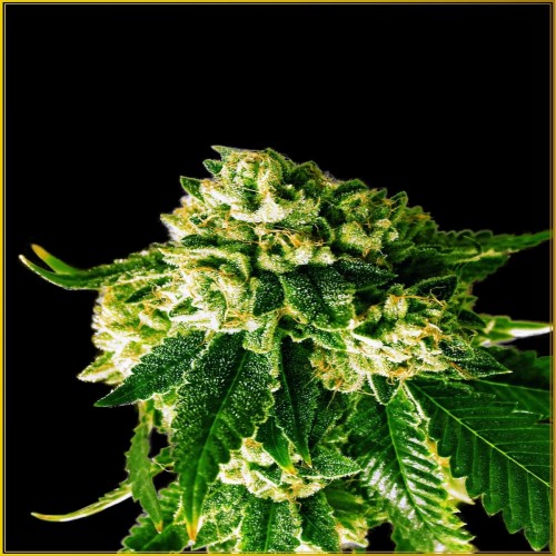Russian Gold Feminised seeds