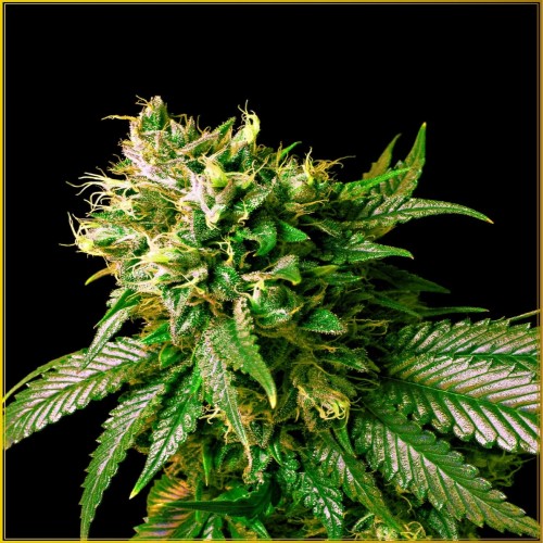 Strong Skunk Feminised seeds